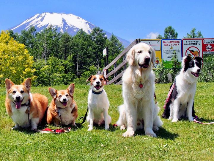 ドッグリゾートWoof